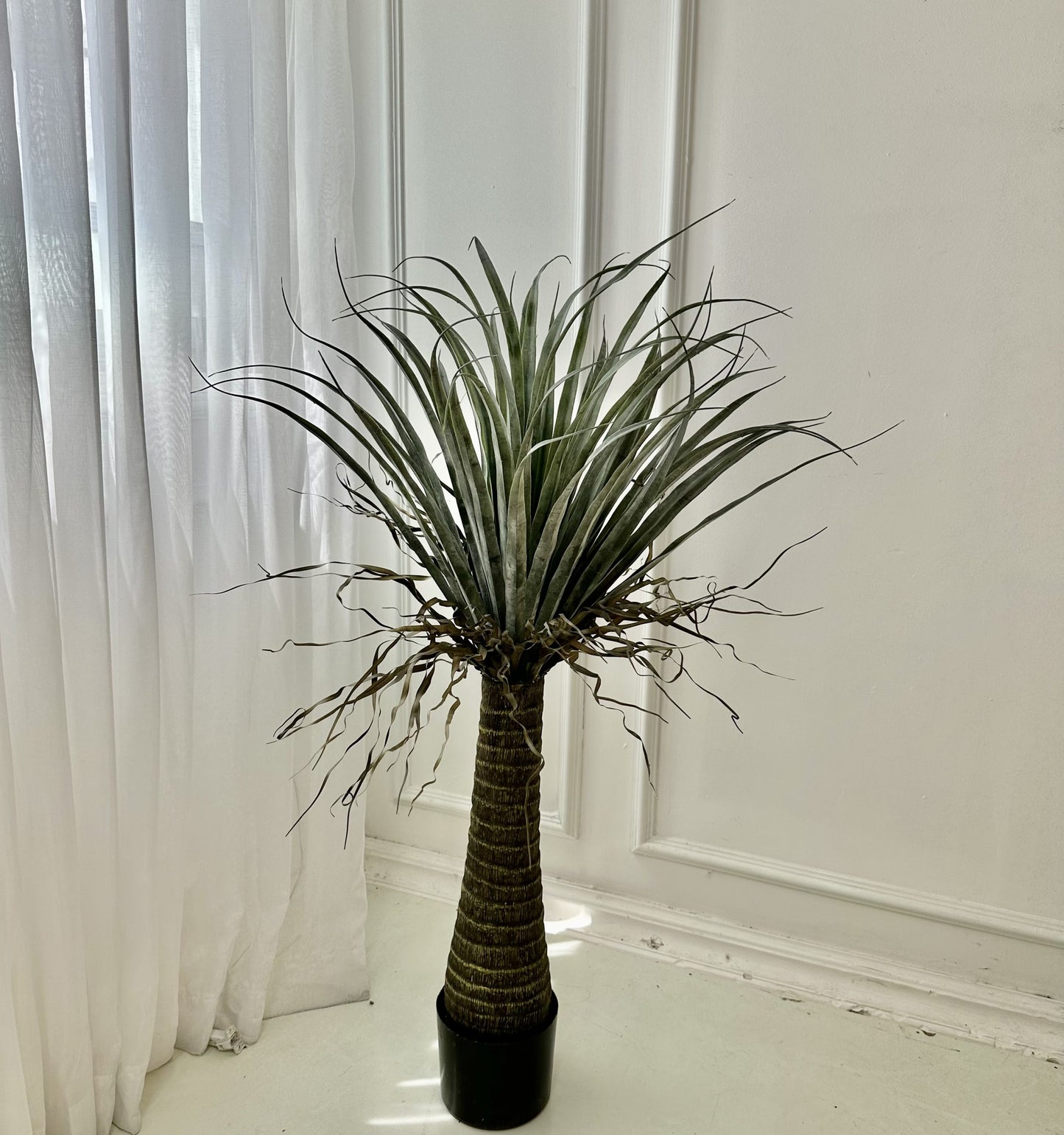 עציץ דרצנה טבעי