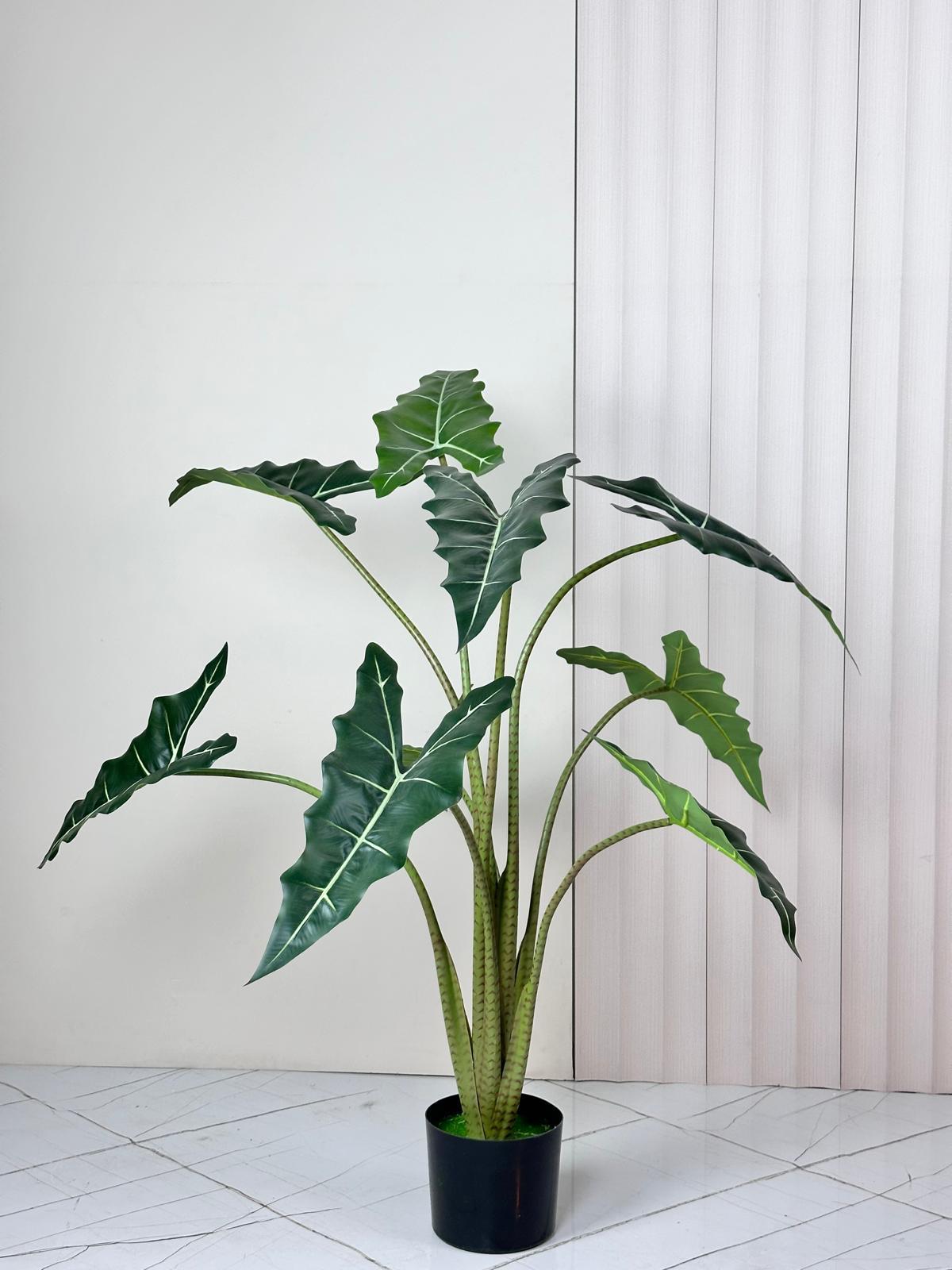 עציץ אוזן הפיל