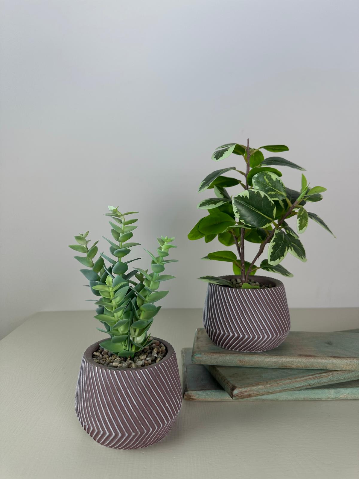 זוג עציצים דקורטיבים