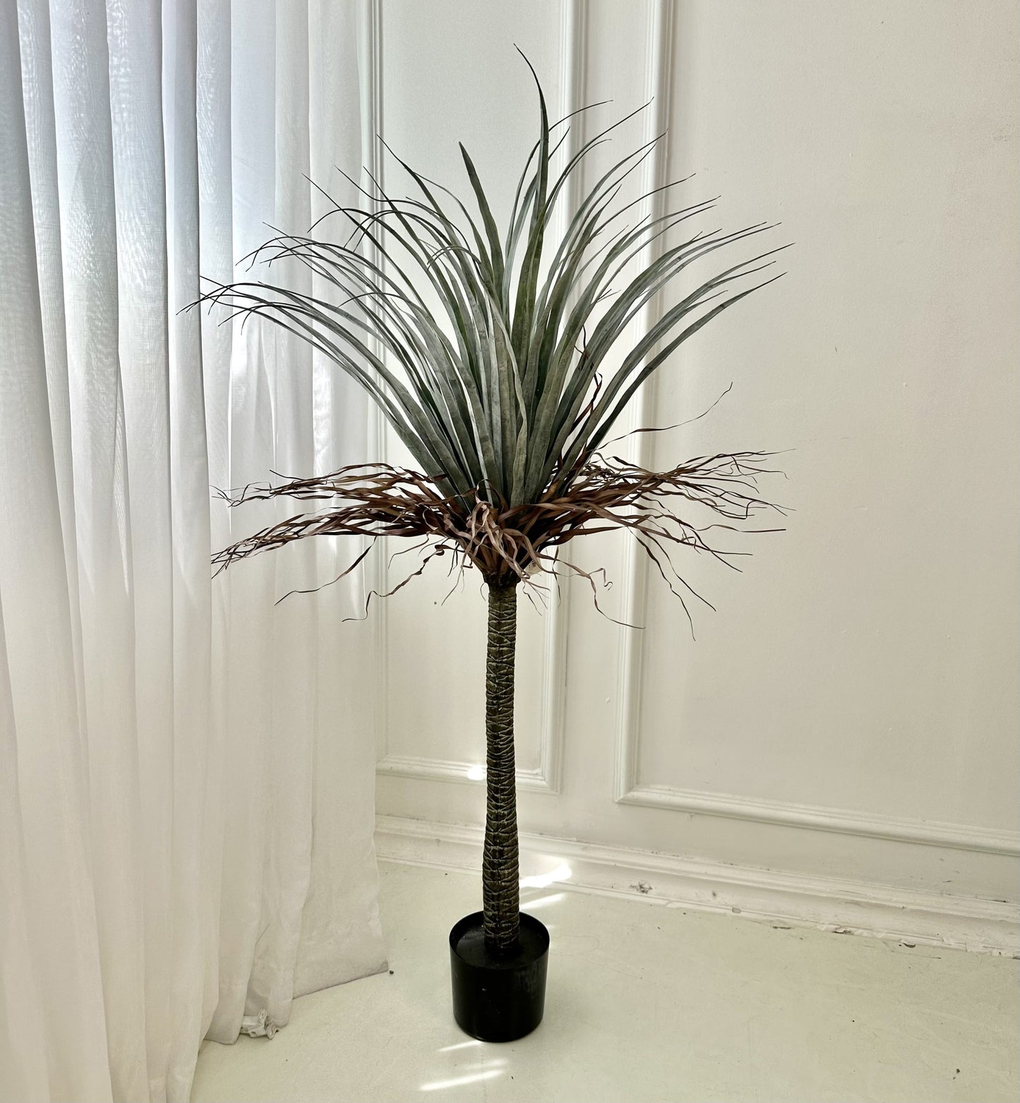 עציץ דרצנה טבעי