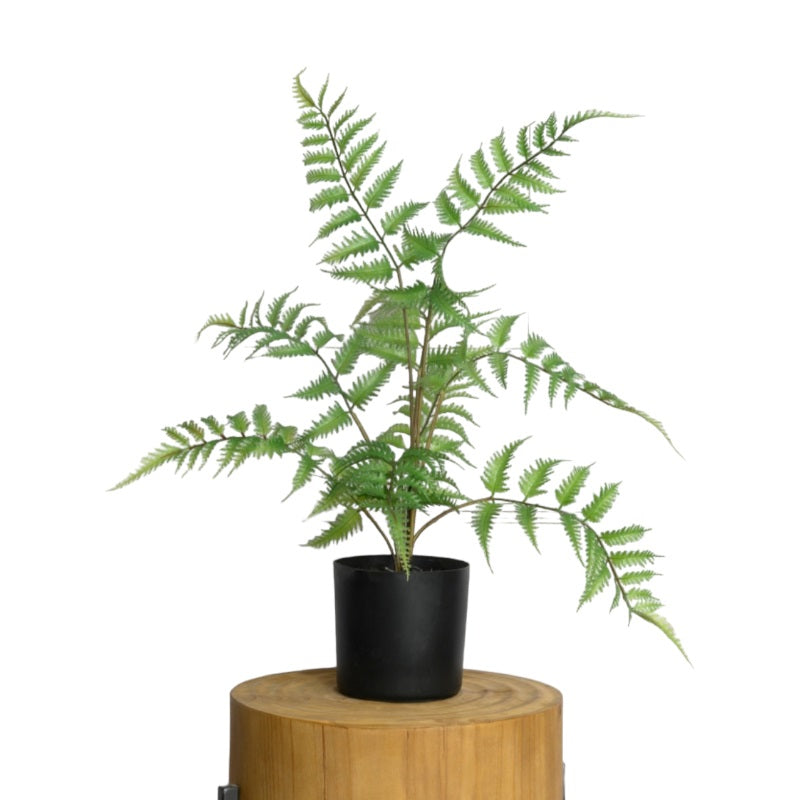 עצים ועציצים