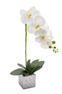 סחלב בעציץ כסף