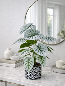 עציץ אלוקסיה בכלי בטון