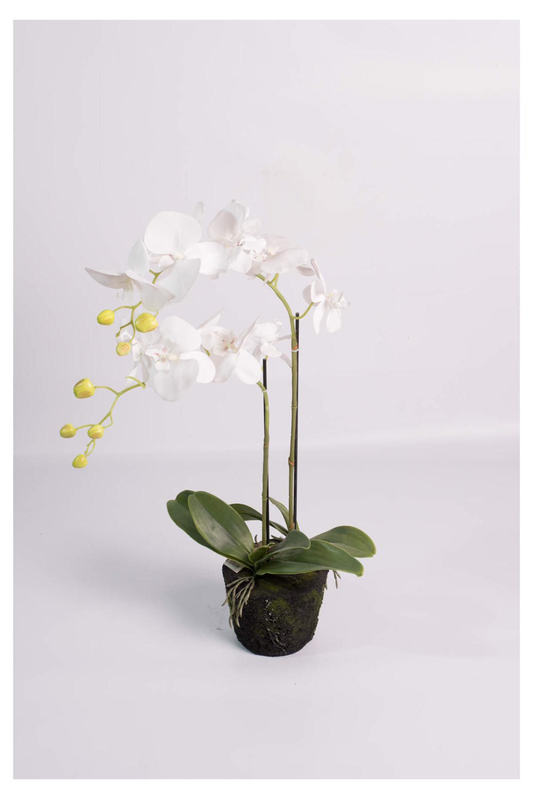 עציץ סחלבמשי אמיתי 2 ענפים