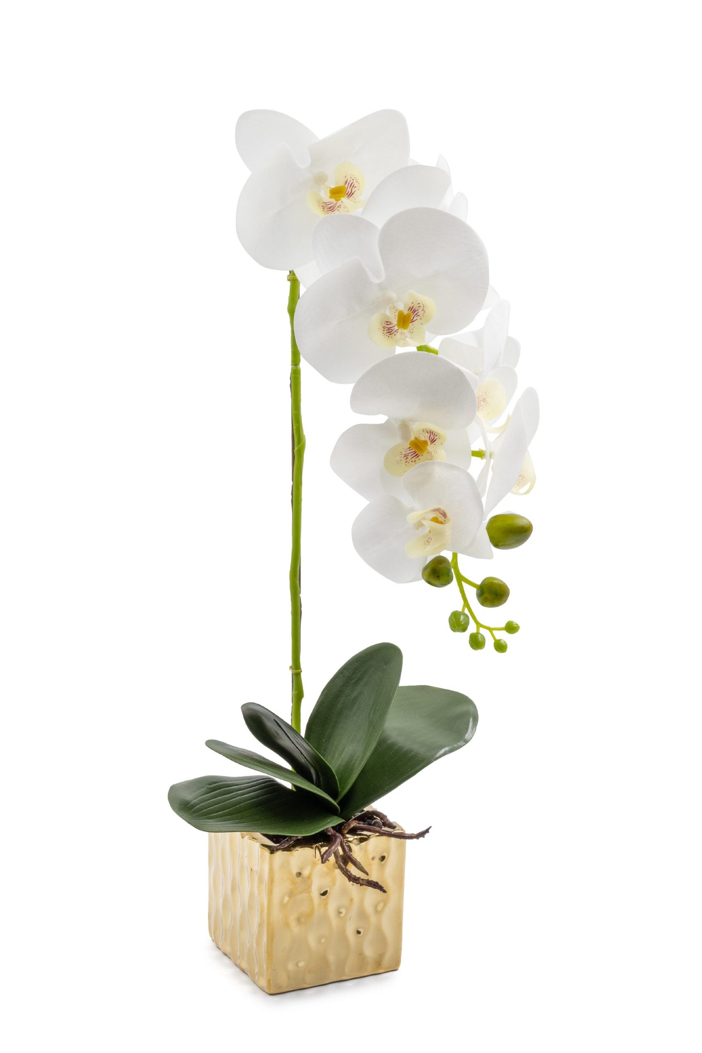 סחלב בעציץ זהב